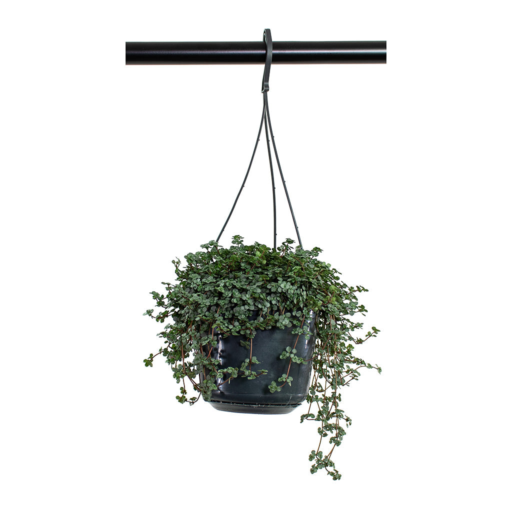 Pilea glaucophylla Greyzy Silver Sparkles Medium