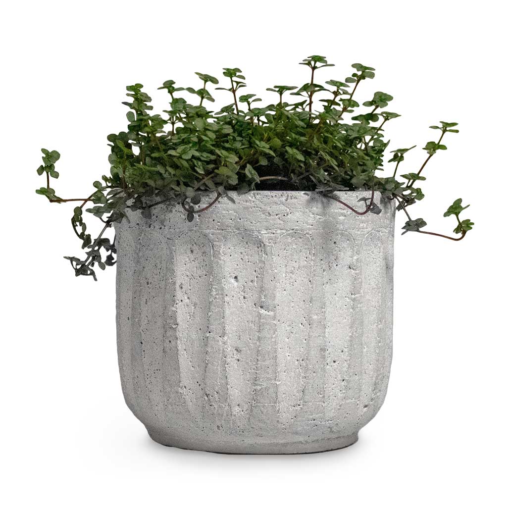 Pilea glaucophylla Greyzy Silver Sparkles & Plant Pot Duncan Cement