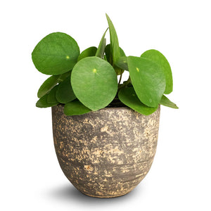 Pilea peperomioides - Chinese Money Plant & Cas Plant Pot - Sahara