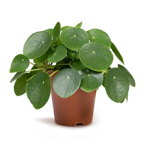 Pilea peperomioides Houseplant - Chinese Money Plant