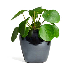 Pilea peperomioides Chinese Money Plant & Amora Plant Pot - Anthracite Mirror