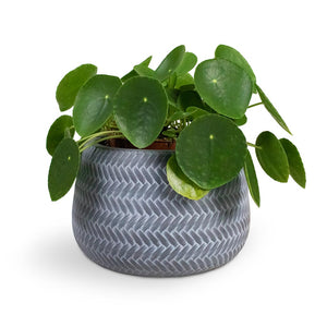 Pilea peperomioides - Chinese Money Plant Houseplant & Angle Darcy Plant Pot - Grey
