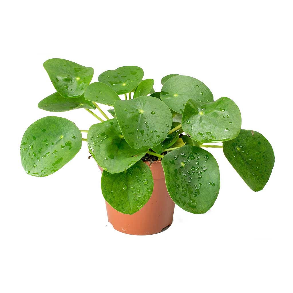 Pilea peperomioides - Chinese Money Plant 25cm