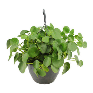 Pilea peperomioides - Chinese Money Plant 27 x 40cm