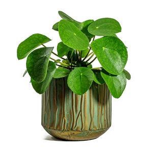 Pilea peperomioides Chinese Money Plant Caro Metal Plant Pots Set of 6 - Copper Green