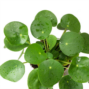 Pilea peperomioides - Chinese Money Plant Leaves