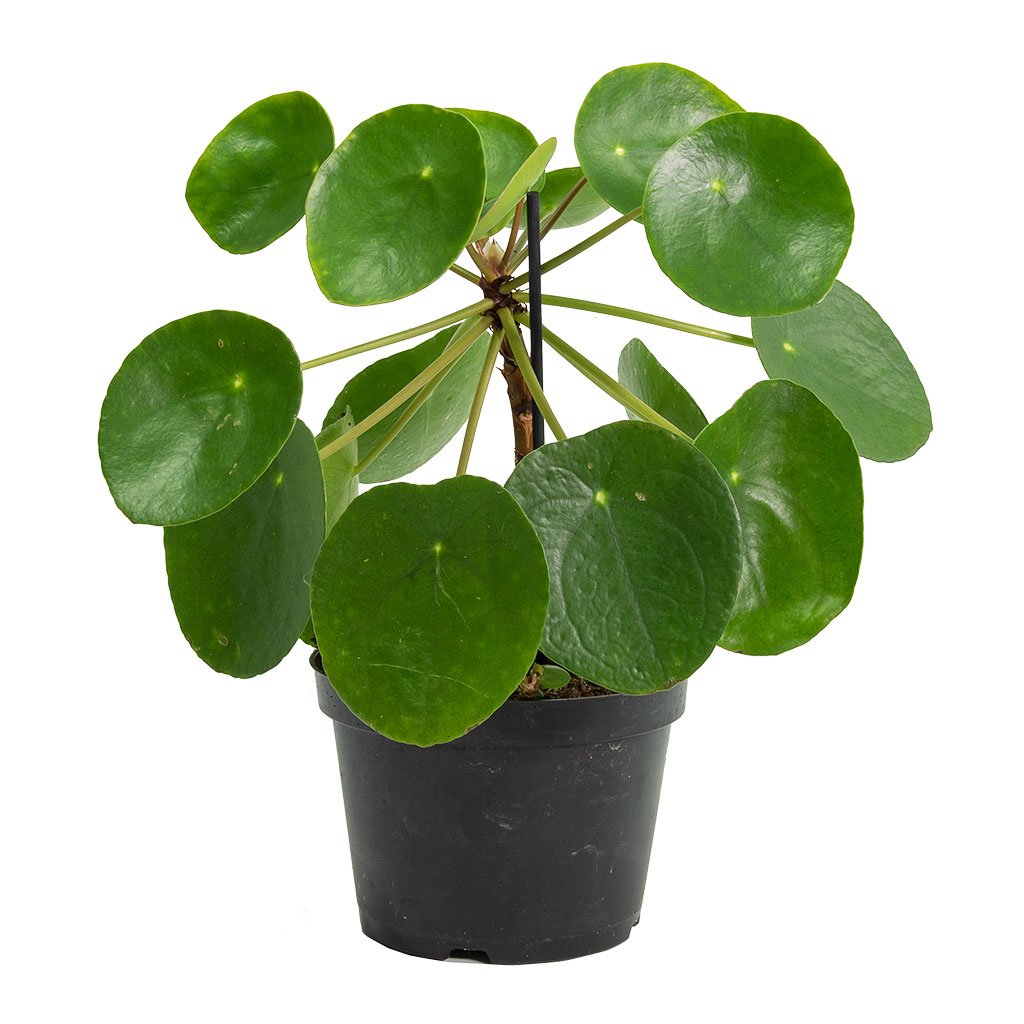 Pilea peperomioides - Chinese Money Plant - Stemmed