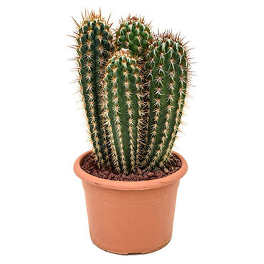 Pilocereus gounellei - Xique-Xique Cactus 45cm