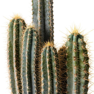 Pilocereus pachycladus azureus - Blue Columnar Cactus Close Up
