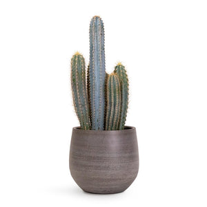 Pilocereus pachycladus Blue Column Cactus Houseplant & Esra Plant Pot Mystic Grey