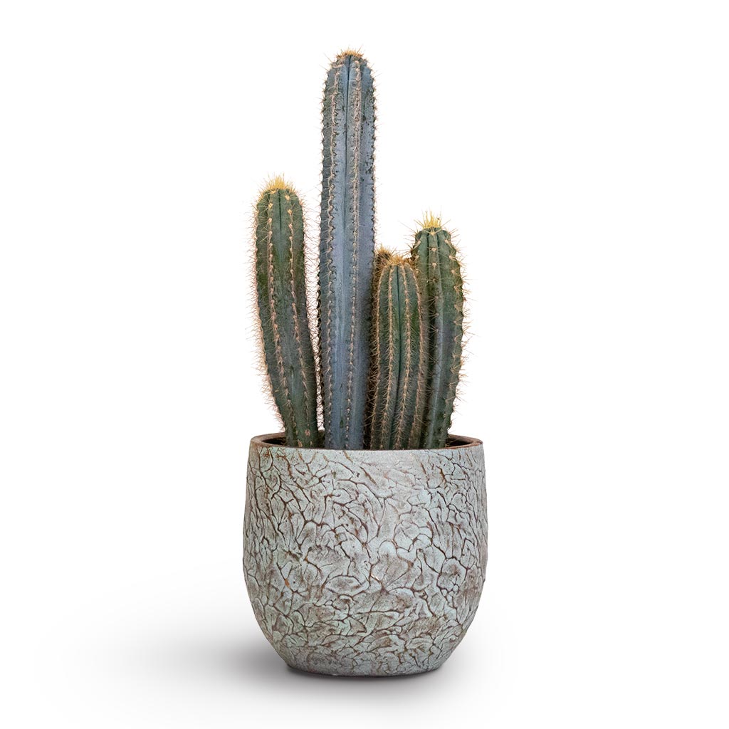 Pilocereus pachycladus Blue Column Cactus Houseplant &amp; Evi Plant Pot Antique Bronze