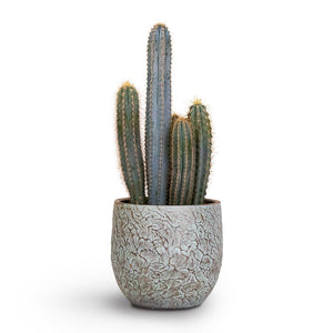 Pilocereus pachycladus Blue Column Cactus Houseplant & Evi Plant Pot Antique Bronze