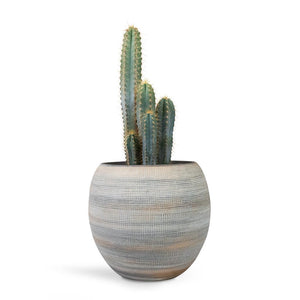 Dex Plant Pot - Earth & Pilocereus pachycladus azureus - Blue Columnar Cactus