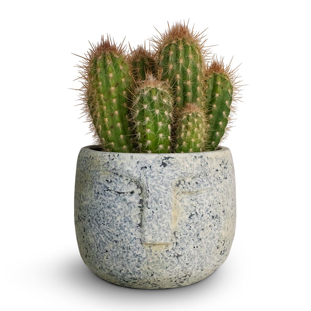 Pilosocereus gounellei - Xique-Xique Cactus &amp; Head Plant Pot - Cement