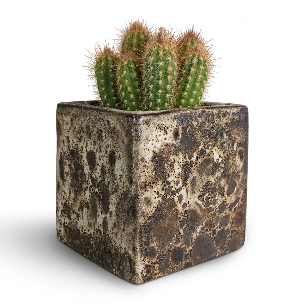 Pilosocereus gounellei - Xique-Xique Cactus & Lava Cube Relic Planter - Black