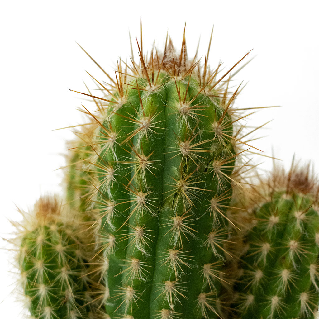 Pilosocereus gounellei - Xique-Xique Cactus Close Up