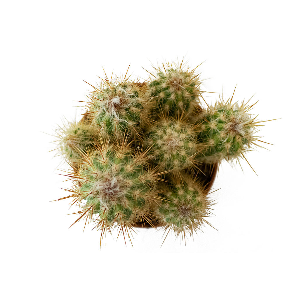 Pilosocereus gounellei - Xique-Xique Cactus Above