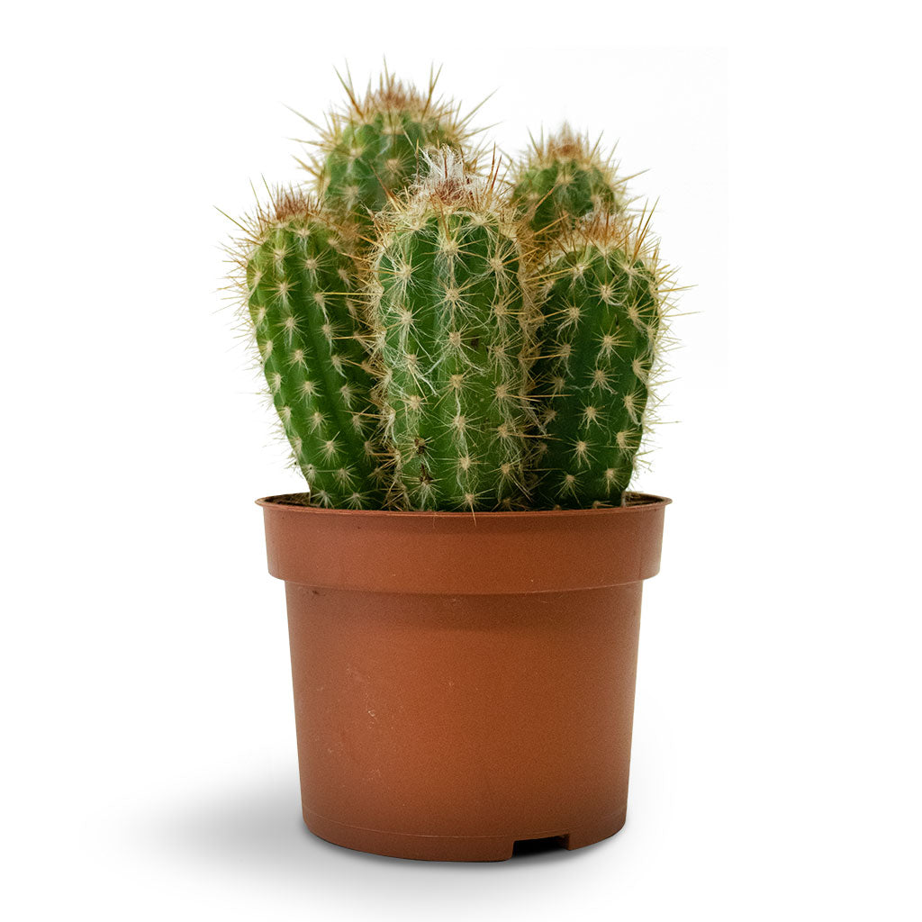 Pilosocereus gounellei - Xique-Xique Cactus