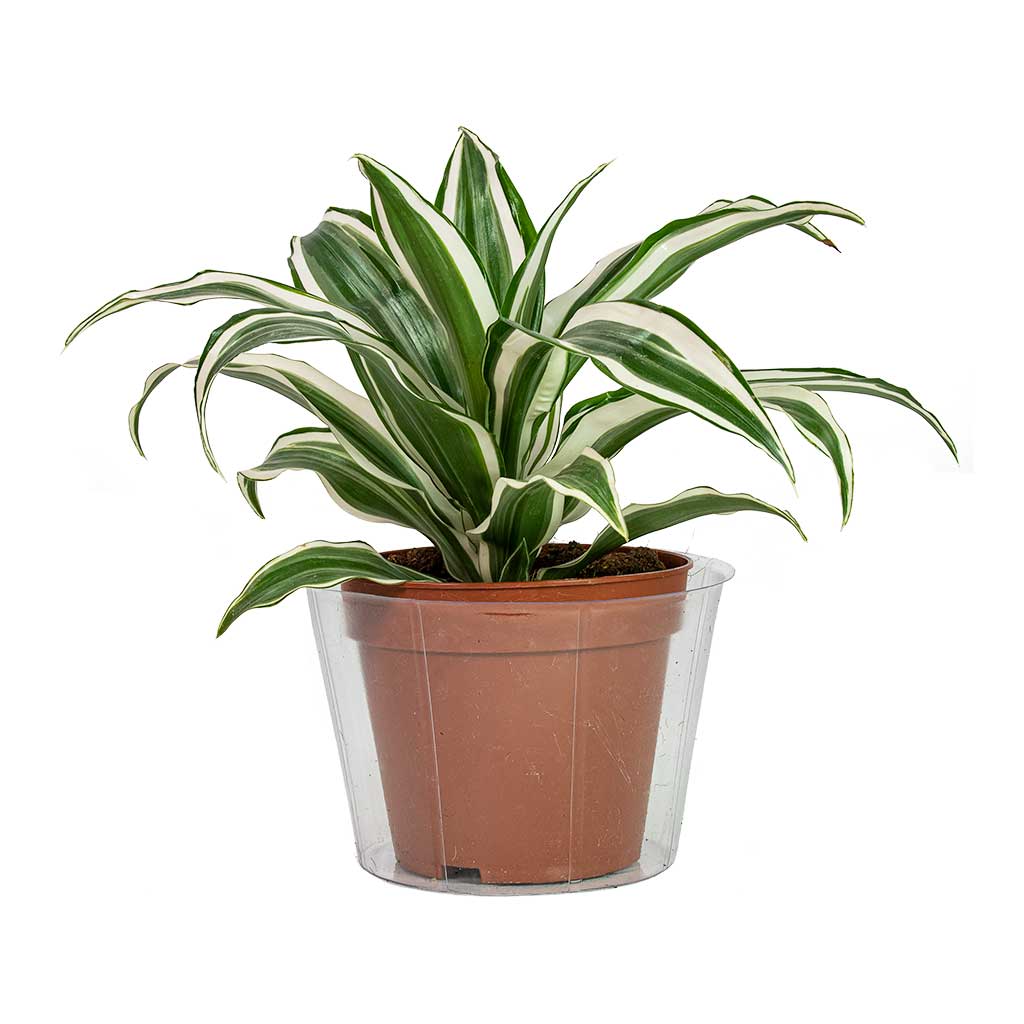 Plant Pot Inlay Liner & Dracaena White Jewel