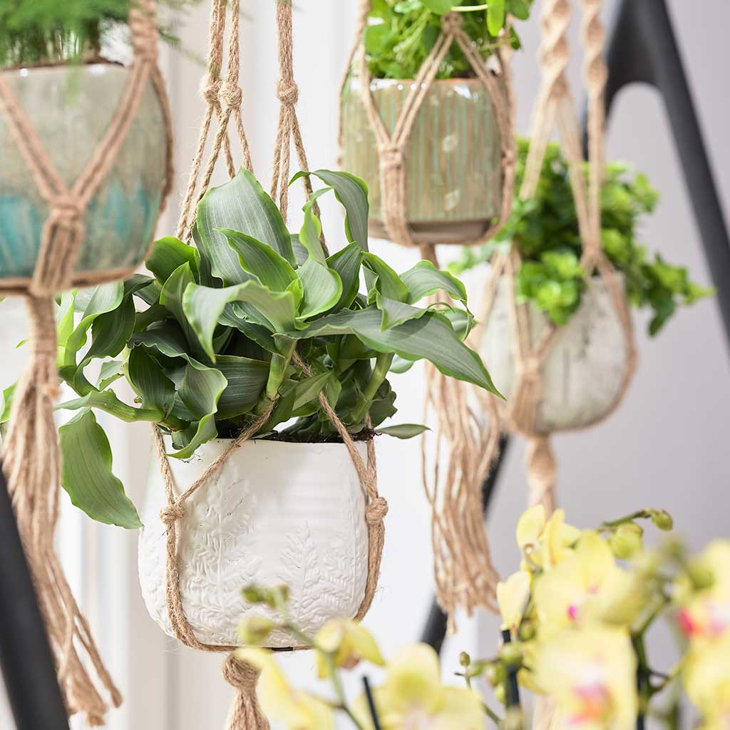 Plant Pot Knotted Hanging Rope - Planted