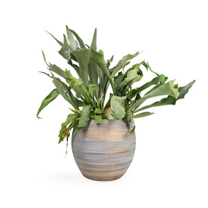 Dex Plant Pot - Earth & Platycerium bifurcatum - Common Staghorn Fern