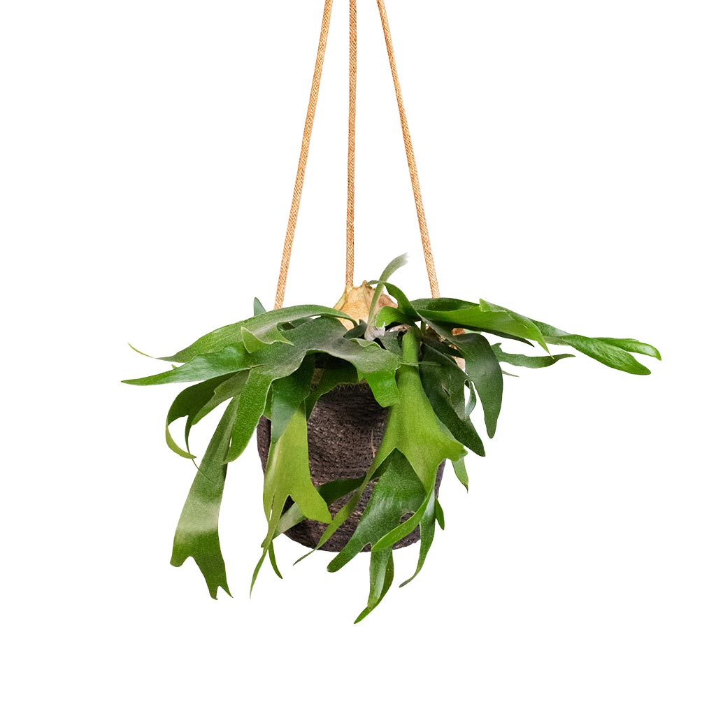Platycerium bifurcatum - Common Staghorn Fern & Igmar Hanging Plant Basket - Grey