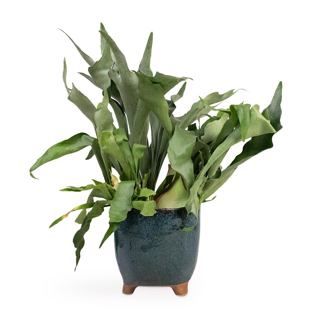 Platycerium bifurcatum - Common Staghorn Fern Houseplant & Kaat Plant Pot - Petrol