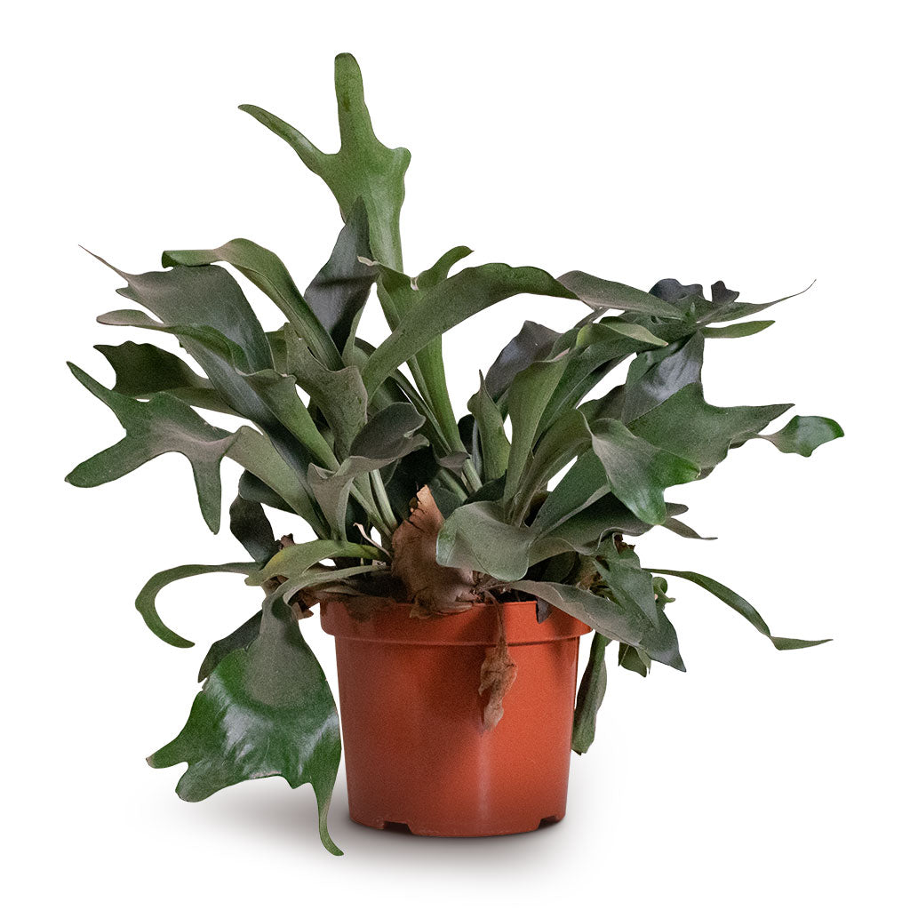 Platycerium bifurcatum - Common Staghorn Fern