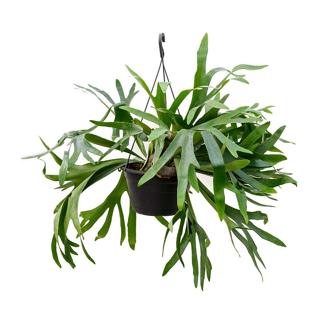 Platycerium bifurcatum - Common Staghorn Fern 28 x 60cm