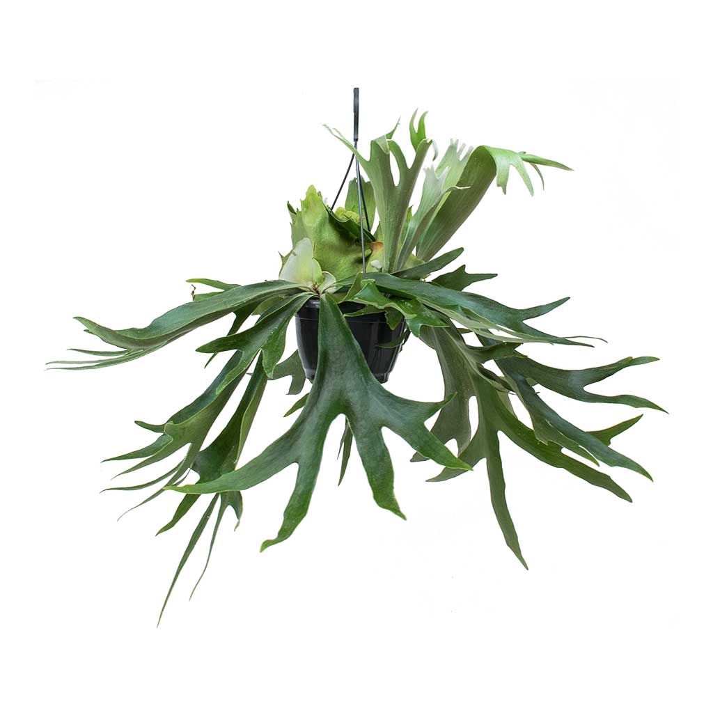 Platycerium bifurcatum - Common Staghorn Fern Large Hanging Plant