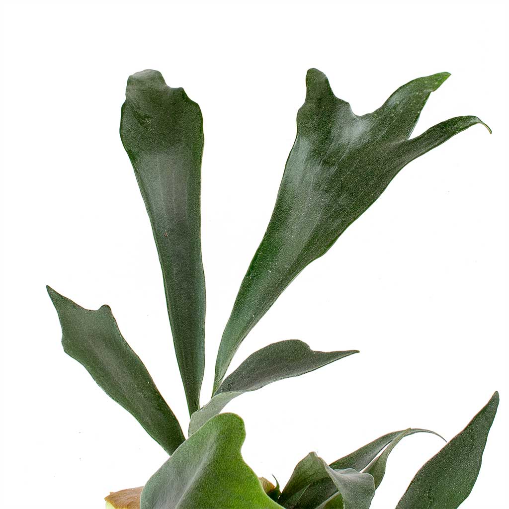 Platycerium bifurcatum - Common Staghorn Fern & Terracotta Plant Pot