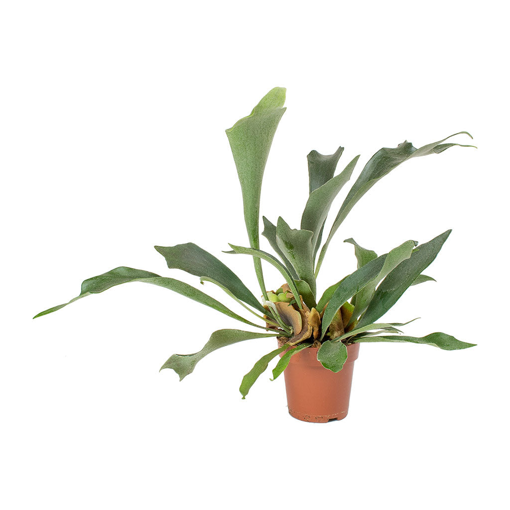 Platycerium bifurcatum - Common Staghorn Fern 45cm