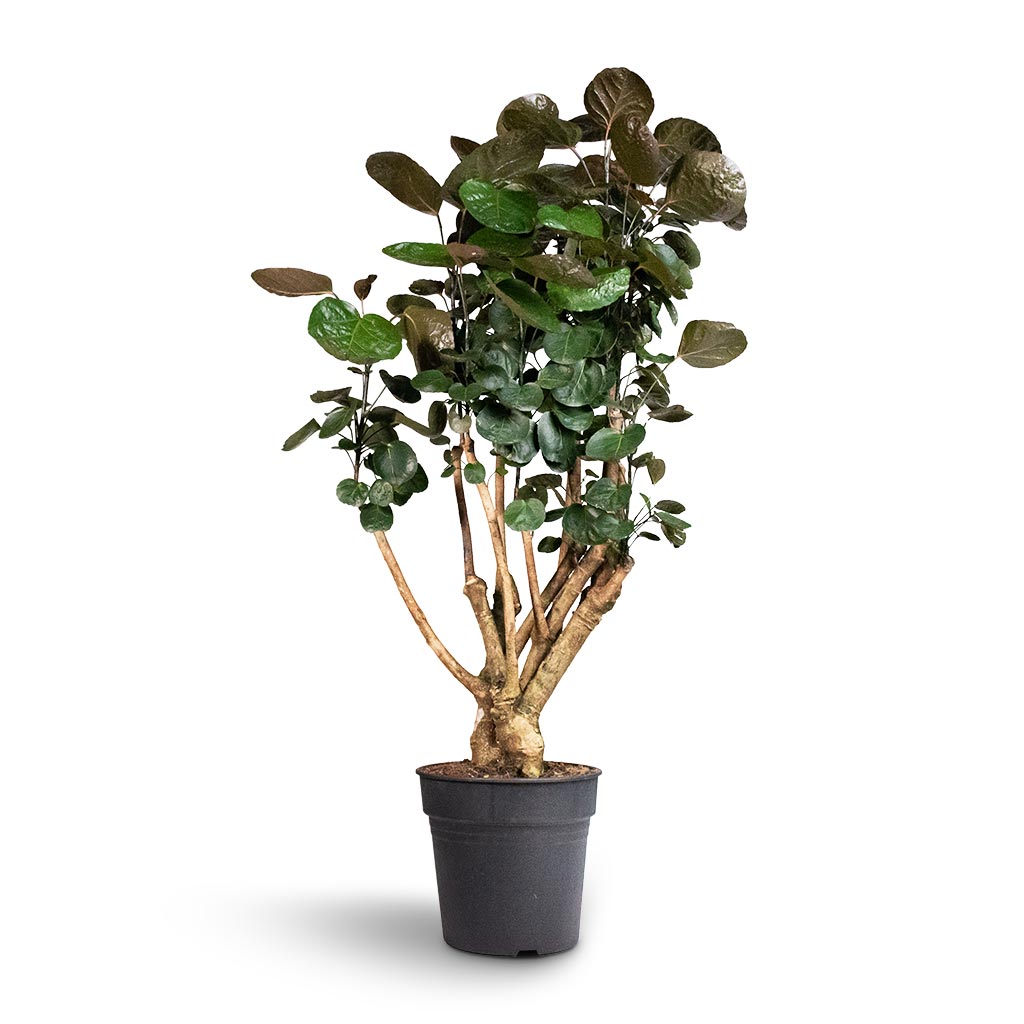 Aralia | Polyscias Fabian - Stijlvolle blikvanger voor binnen - Plant