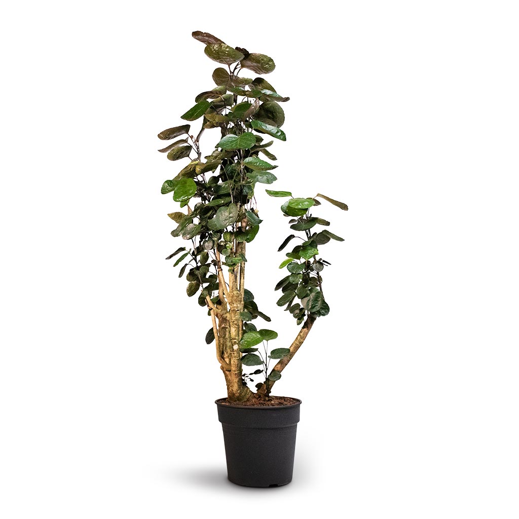 Aralia (polyscias) fabian en Traces main image 0
