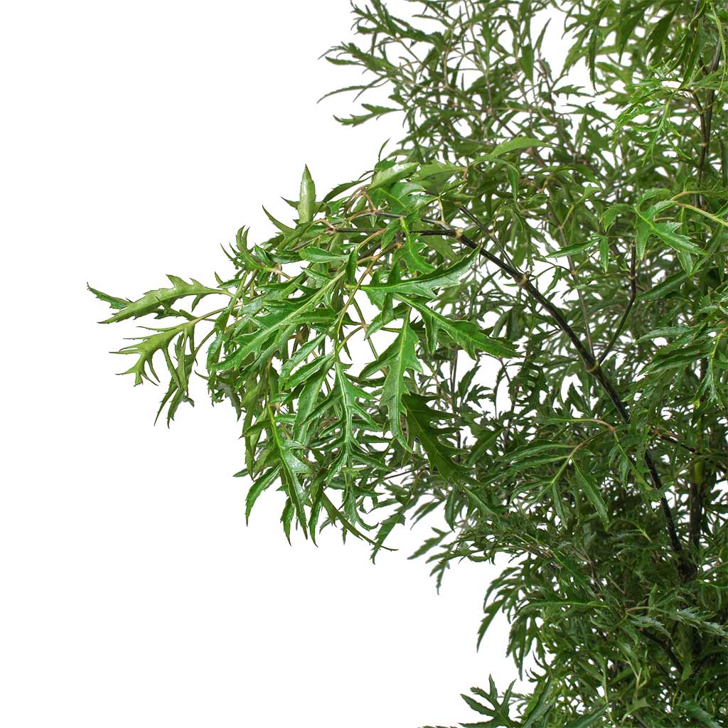 Polyscias Ming - Aralia - Hydroculture Close Up of Leaves