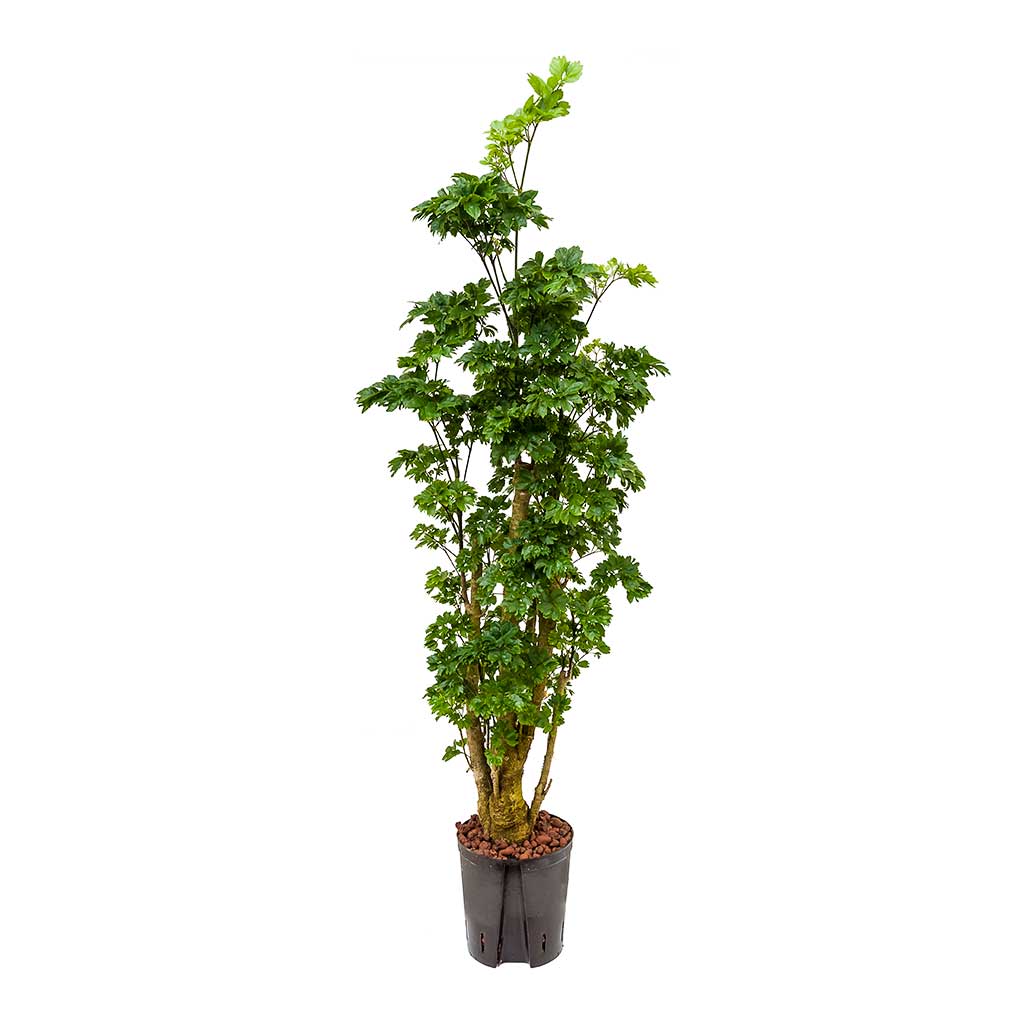 Polyscias Roble Aralia Hydroculture Indoor Plant