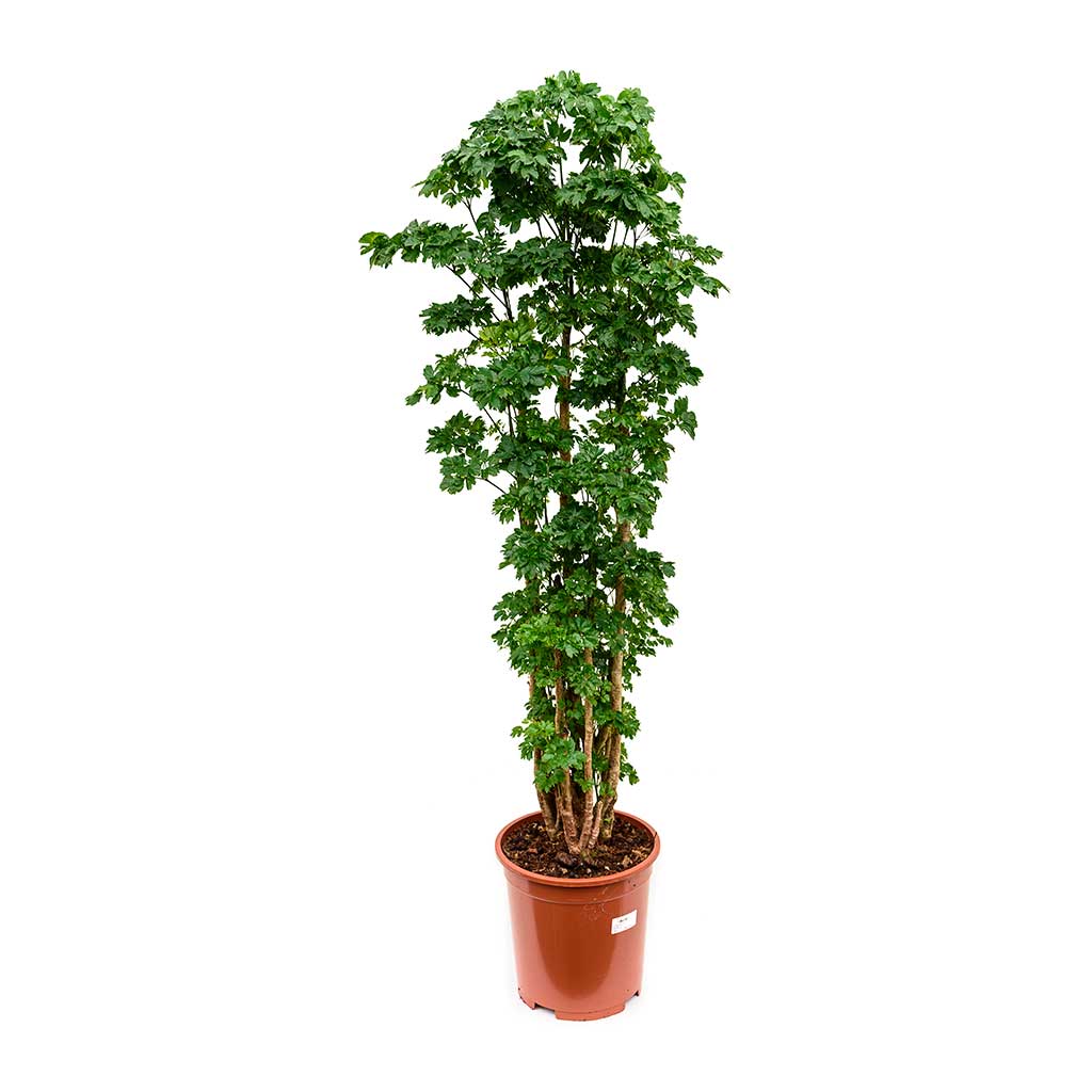 Polyscias Roble - Aralia Roble 27 x 100cm