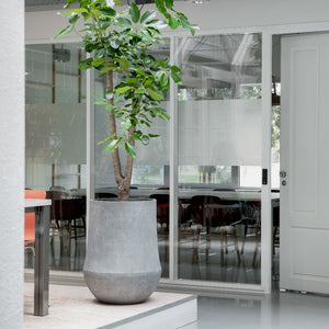Polystone Coated Darcy Planter - Raw Grey & Indoor Tree