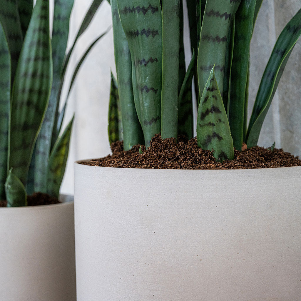 Puk Refined Planter Natural White with Sansevieria Lifestyle