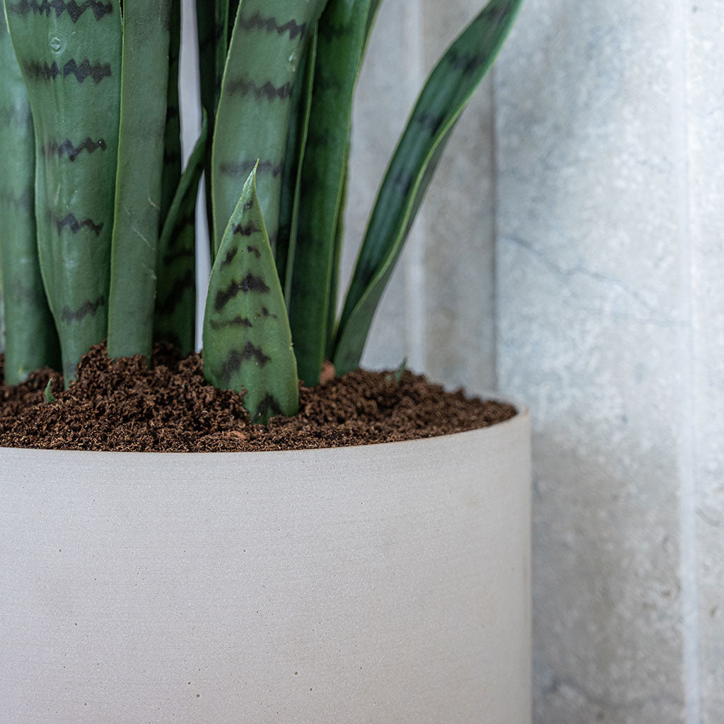 Puk Refined Planter Natural White with Sansevieria Lifestyle