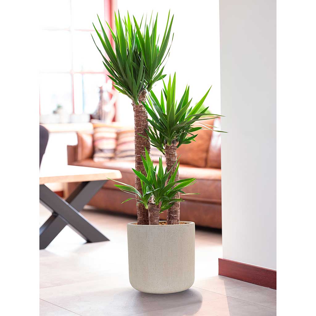 Raindrop Round Planter - Stone - Indoor Planter - Yucca Plant