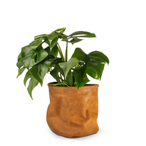Rhaphidophora tetrasperma Monstera Minima Houseplant & Plant Basket Juna - Cognac