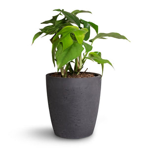 Sansevieria trifasciata Futura Superba Houseplant & Gerben Plant Pot - Black Washed