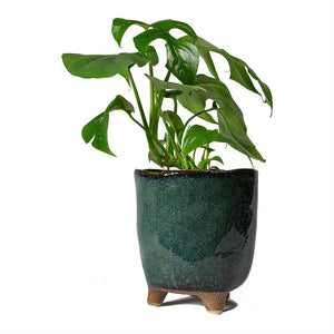 Rhaphidophora tetrasperma Monstera minima & Kaat Plant Pot Petrol