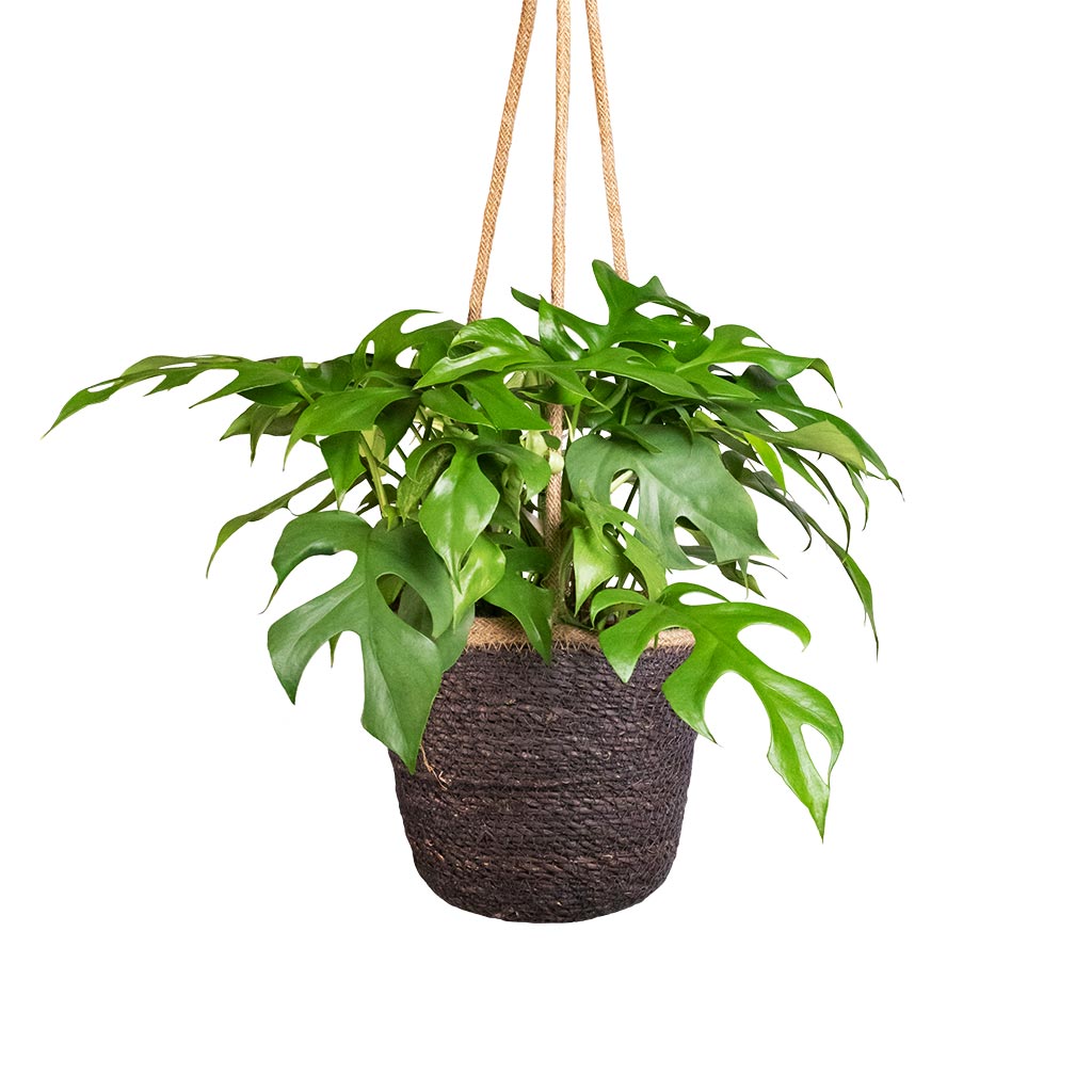 Rhaphidophora tetrasperma - Monstera minima &amp; Igmar Hanging Plant Basket - Grey