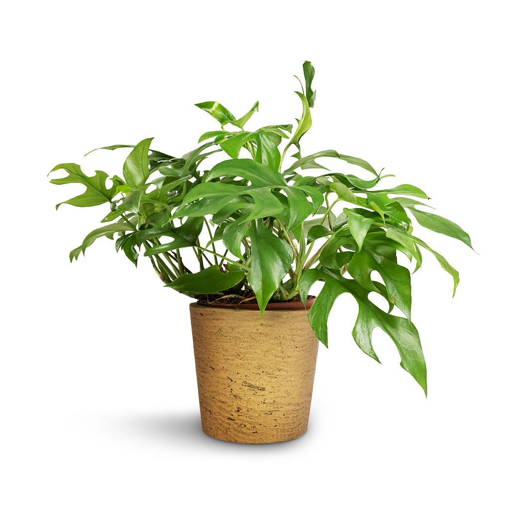 Mini Bucket Plant Pot - Metallic Gold & Rhaphidophora tetrasperma - Monstera minima