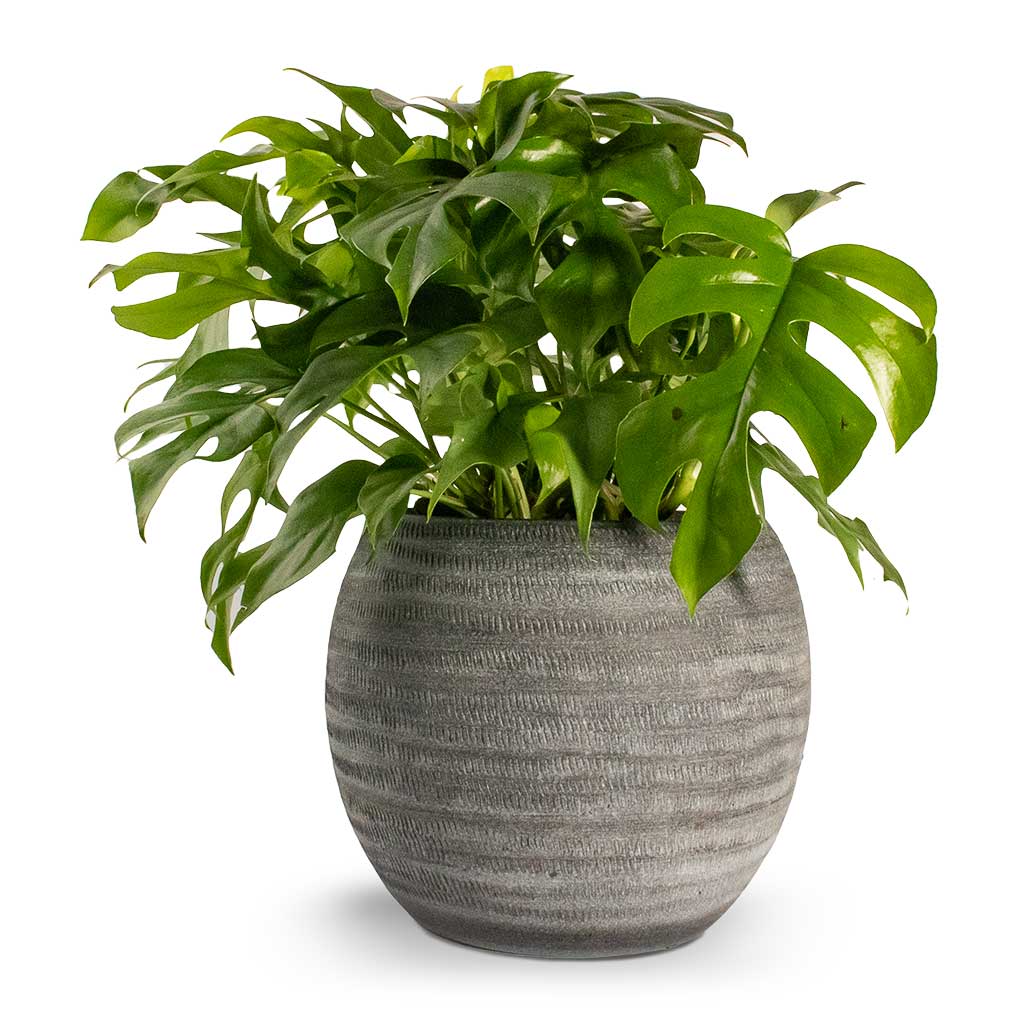 Rhaphidophora tetrasperma Monstera minima Houseplant & Plant Pot Koen - Anthracite