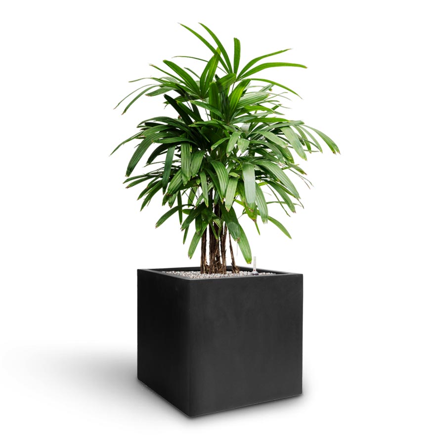 Rhapis excelsa - Lady Palm - Hydroculture & Grigio Cube Planter - Anthracite Concrete