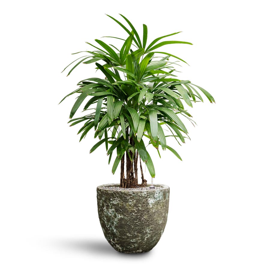 Broadleaf lady outlet palm cats