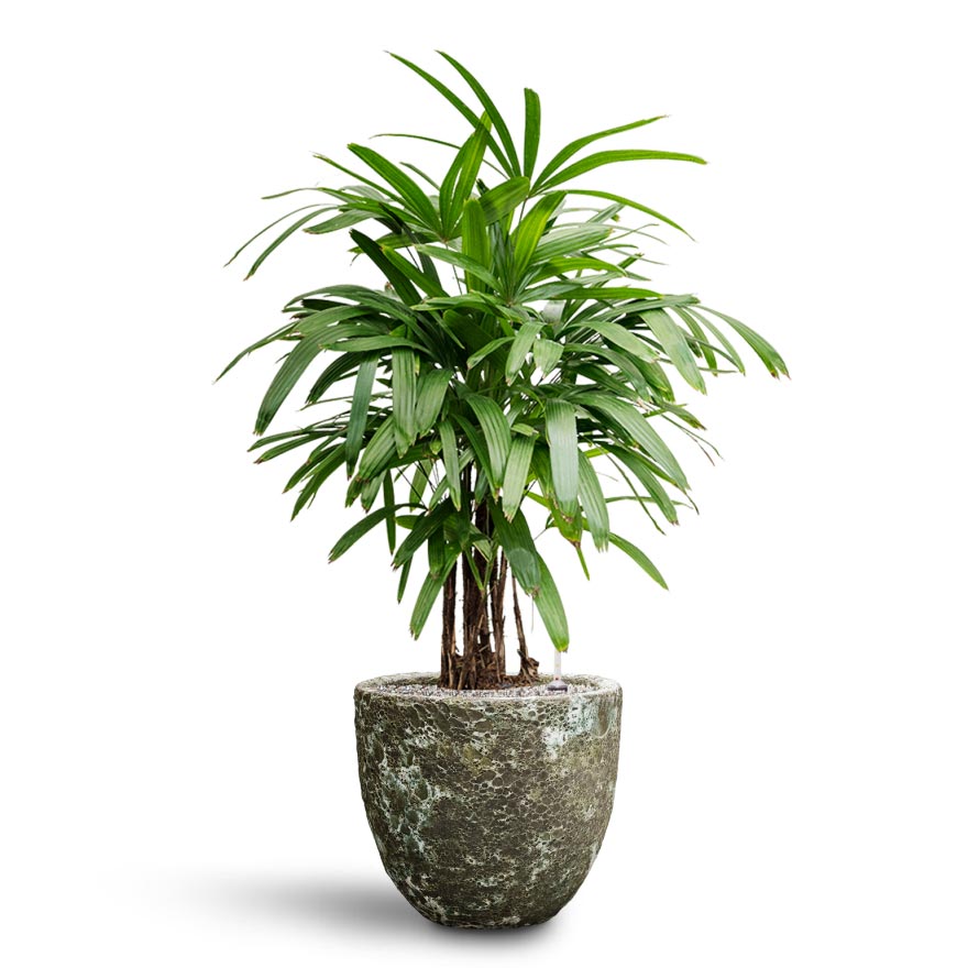 Rhapis excelsa - Lady Palm - Hydroculture & Lava Couple Relic Planter - Jade